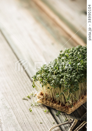 Garden cress, young plants. 38990104