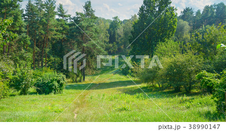 Natural forest with coniferous and deciduous trees Natural forest with coniferous and deciduous trees 38990147