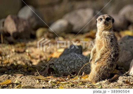 Meerkat in a clearing Meerkat in a clearing 38990504