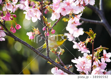 桜とメジロ春の景色1 38990592