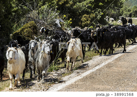 A herd of goats going to the pasture along a mount 38991568