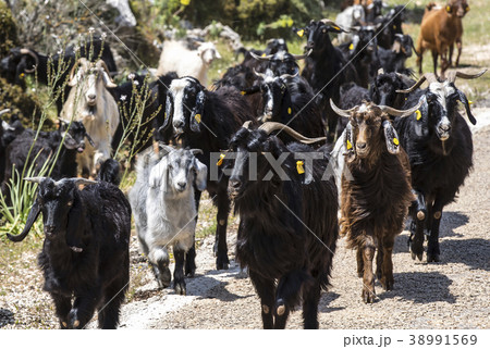 A herd of goats going to the pasture along a mount 38991569