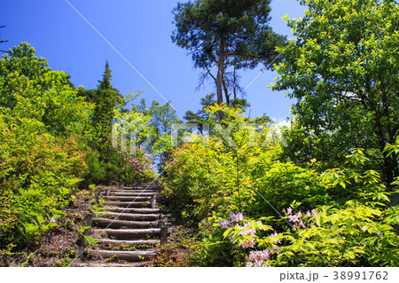 臥竜の森 38991762