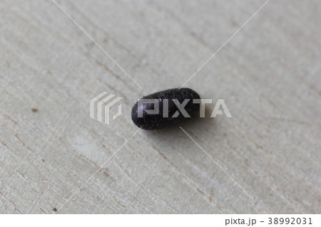 寄生バエのさなぎ 寄生バエのさなぎ 38992031