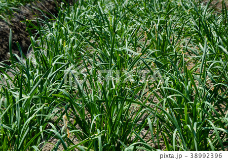 チャイブ 浅葱 あさつき 38992396