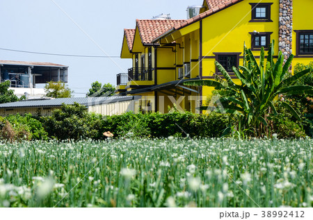 チャイブ 浅葱 あさつき 38992412
