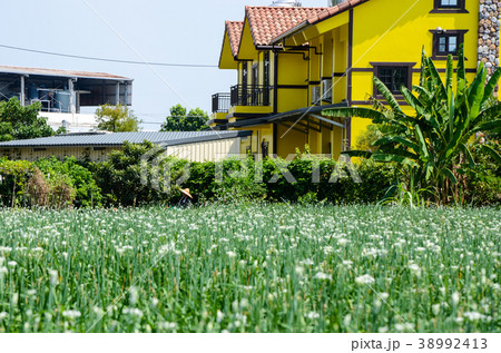 チャイブ 浅葱 あさつき 38992413