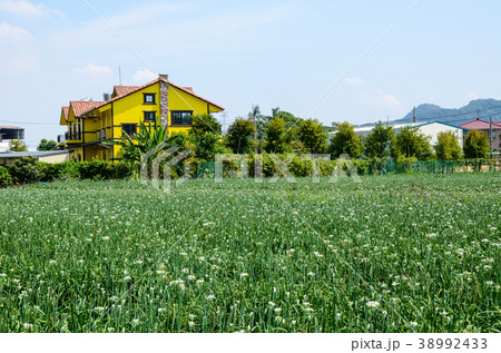 チャイブ 浅葱 あさつき 38992433