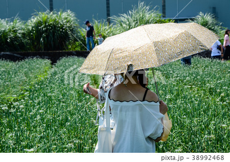 チャイブ 浅葱 あさつき 38992468