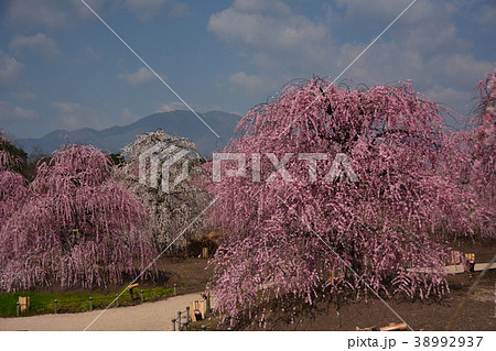 鈴鹿山脈と梅しだれ 鈴鹿山脈と梅しだれ 38992937