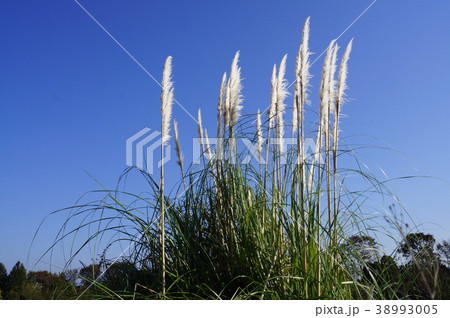 松阪ベルファームのアガパンサス 38993005