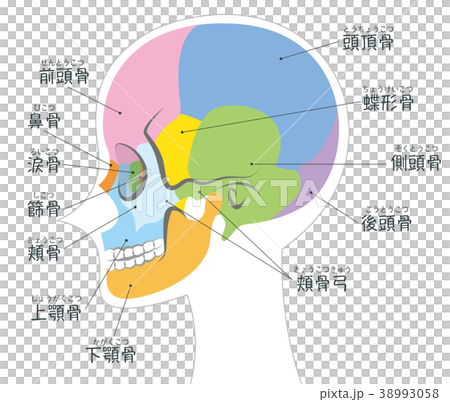 Craniotemporal Name Body White Craniotemporal Name Body White 38993058