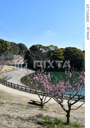 佐布里梅林 梅林 梅の花 佐布里梅林 梅林 梅の花 38993119