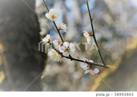 梅の花 38993603