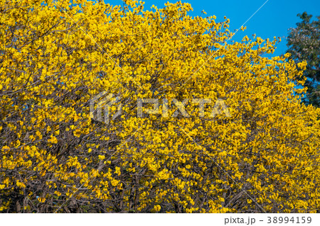 Golden trumpet tree at Park Golden trumpet tree at Park 38994159
