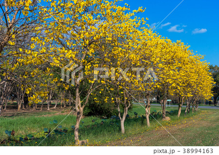 Golden trumpet tree at Park Golden trumpet tree at Park 38994163