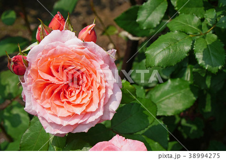 ピンクとオレンジ色が美しいバラ 38994275