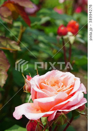 ピンクとオレンジ色が美しいバラ ピンクとオレンジ色が美しいバラ 38994276