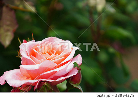 ピンクとオレンジ色が美しいバラ 38994278