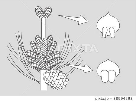 裸子植物 松 図のイラスト素材