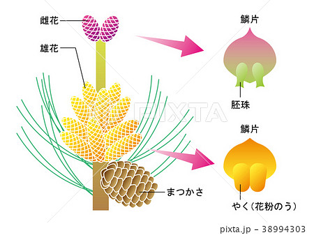 裸子植物 松 図のイラスト素材