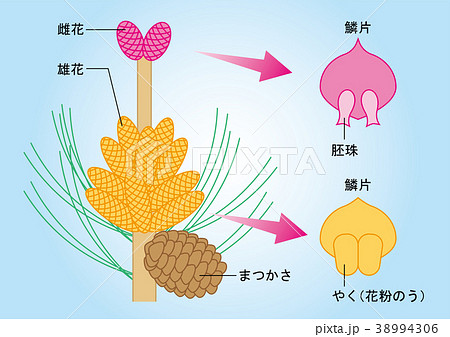 裸子植物 松 図のイラスト素材