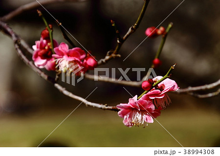 梅の花、鴛鴦、小金井公園 38994308