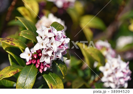 ジンチョウゲ（沈丁花） 38994520