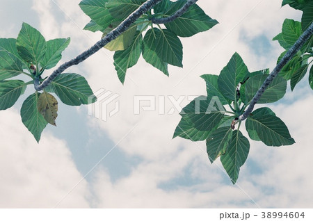 台湾 台東 空 38994604