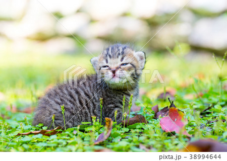 屋外の子猫 屋外の子猫 38994644
