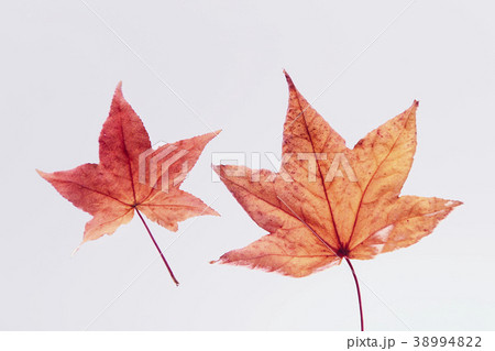 紅葉 落ち葉 楓 紅葉 落ち葉 楓 38994822