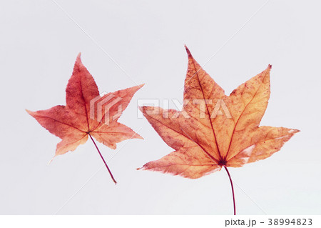 紅葉 落ち葉 楓 紅葉 落ち葉 楓 38994823