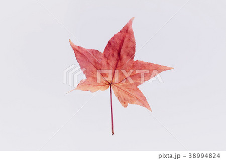 紅葉 落ち葉 楓 紅葉 落ち葉 楓 38994824