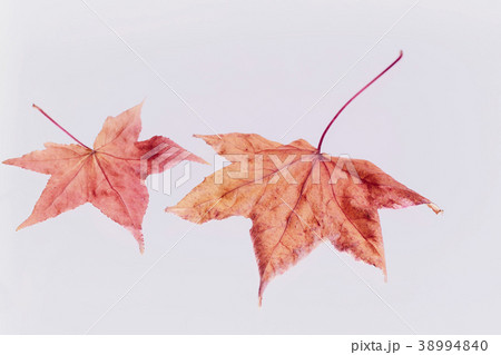 紅葉 落ち葉 楓 紅葉 落ち葉 楓 38994840