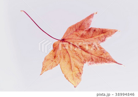 紅葉 落ち葉 楓 紅葉 落ち葉 楓 38994846