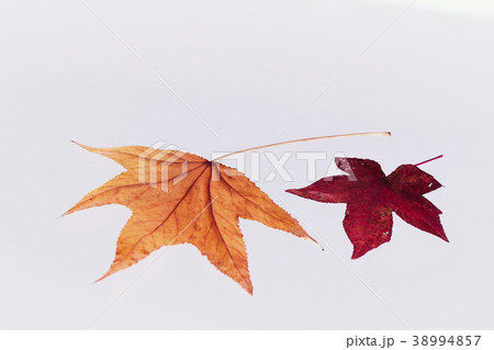 紅葉 落ち葉 楓 紅葉 落ち葉 楓 38994857