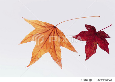 紅葉 落ち葉 楓 紅葉 落ち葉 楓 38994858