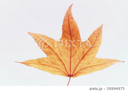 紅葉 落ち葉 楓 紅葉 落ち葉 楓 38994875