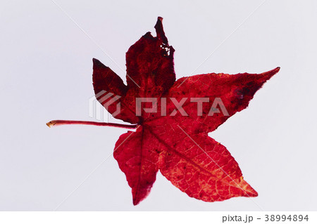 紅葉 落ち葉 楓 紅葉 落ち葉 楓 38994894