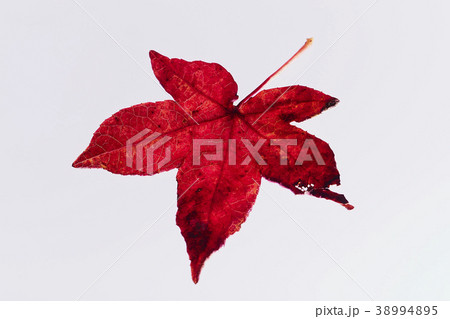 紅葉 落ち葉 楓 紅葉 落ち葉 楓 38994895