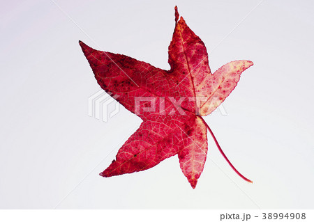 紅葉 落ち葉 楓 紅葉 落ち葉 楓 38994908