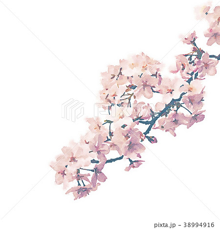 桜の枝 水彩画風のイラスト素材