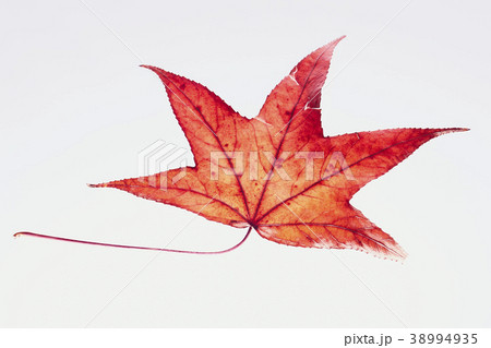 紅葉 落ち葉 楓 紅葉 落ち葉 楓 38994935