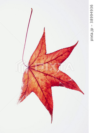 紅葉 落ち葉 楓 紅葉 落ち葉 楓 38994936