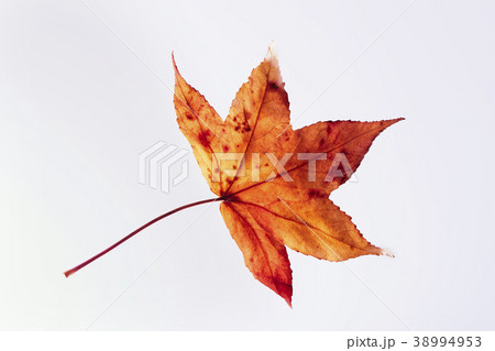 紅葉 落ち葉 楓 紅葉 落ち葉 楓 38994953