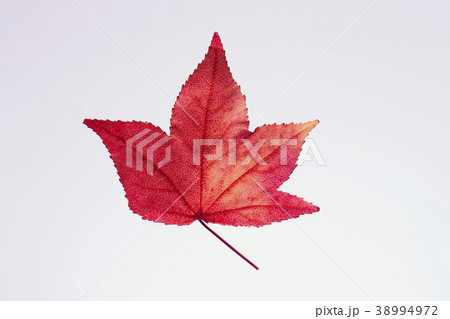 紅葉 落ち葉 楓 紅葉 落ち葉 楓 38994972
