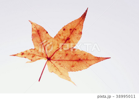 紅葉 落ち葉 楓 紅葉 落ち葉 楓 38995011