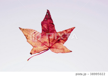 紅葉 落ち葉 楓 紅葉 落ち葉 楓 38995022
