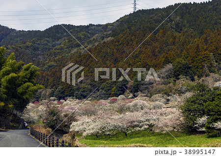 三岳梅林 38995147