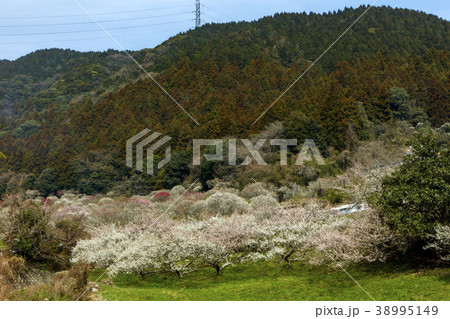 三岳梅林 38995149